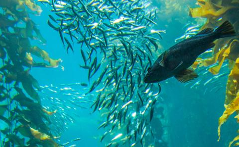 Fish swimming amongst kelp