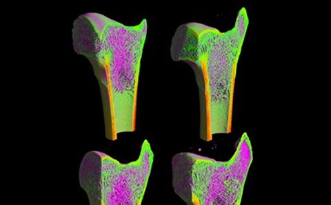 Image courtesy of Prof Richard Oreffo, CHDSCR
