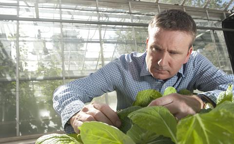 Picture of a man examining plant leaves