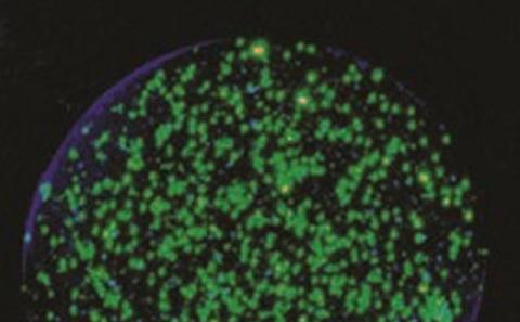 Image credit: Prof Paul Elkington