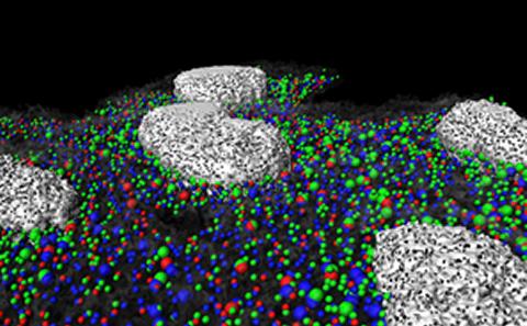 Image supplied by the lab of Dr Ita O'Kelly
