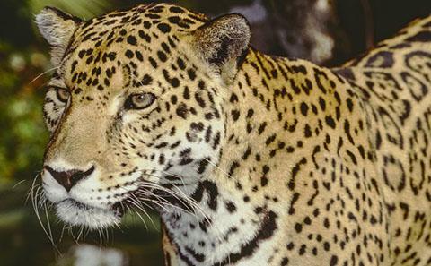 Jaguar in undergrowth