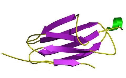 B2M protein
