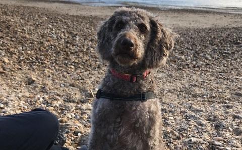 Rosie the Labradoodle