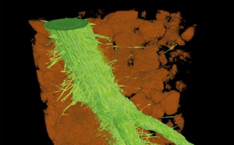 SR-CT imaging of wheat roots