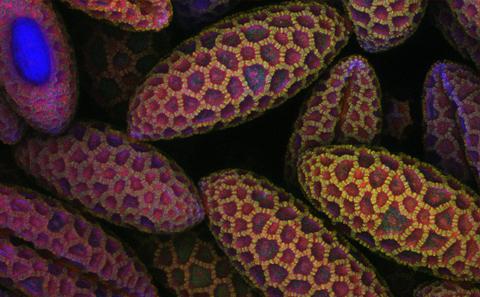 Confocal image of lily pollen