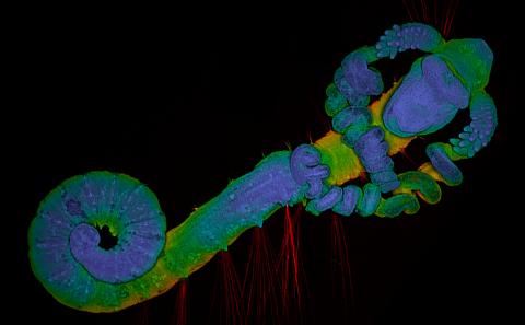Magdelonid worm larva