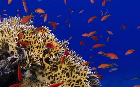 Image supplied by Prof Jorg Wiedenmann