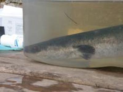 Silver eel (Anguilla anguilla)