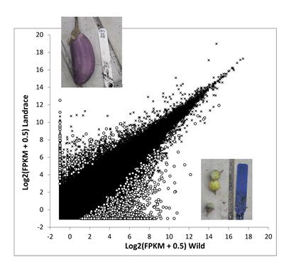 Transcriptome divergence between wild and domesticated eggplants (aubergine)