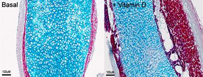The addition of vitamin D to the environment of a growing femur enhances bone formation.