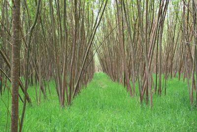 Bioenergy coppice willow growing at a site in Sussex
