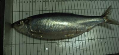 Atlantic herring