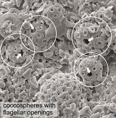 Microscopic image of nannoplankton fossils.