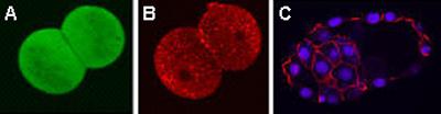 Laser scanning confocal mid plane section through a 2-cell embryo incubated with (A) a NO-sensitive probe (DAF-FM DA) displaying NO production and (B) mitotracker deep red to label mitochondria. A bla