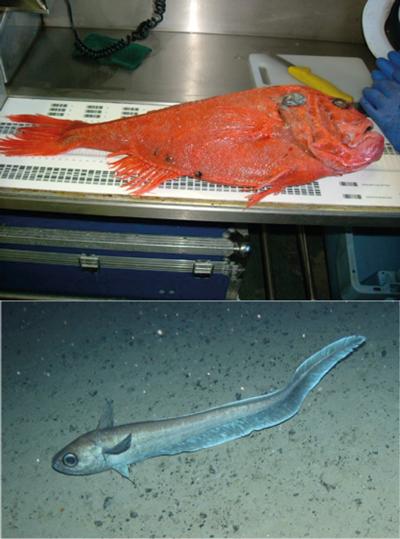 Top: Orange Roughy Bottom: Roundnose Grenadier. Two deep water species where life history has been revealed using stable isotopes