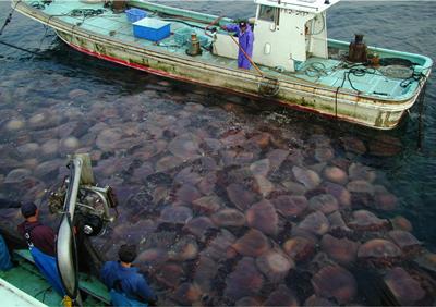 Giant Jellyfish (Nemopilema nomurai) clogging fishing nets in Japan