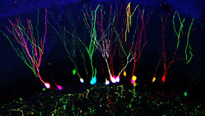 In the hippocamapl dentate gyrus, labelled with retroviral vectors encoding red (mCherry), green (venus) and blue (cerulean) fluorescent proteins (RGB marking technique)