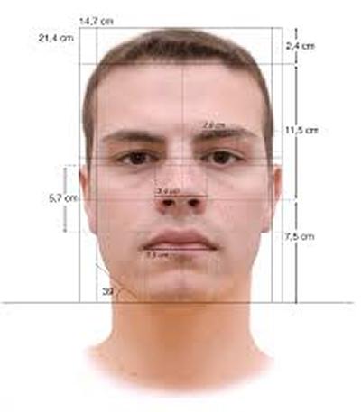 face measurements