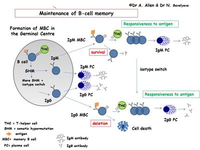 Maintenance of B-cell memory