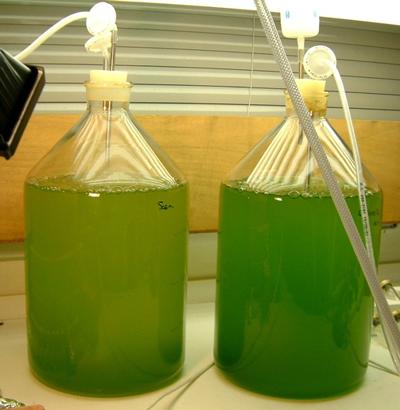 Scenedesmus and Chlorella cultures for light attenuation experiments