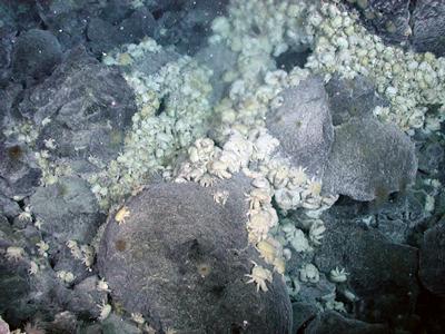 bathing in hydrothermal fluid