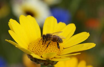 Honeybees use floral odours to help locate, identify and recognise the flowers from which they forage