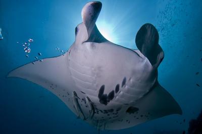Manta ray conservation