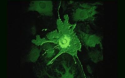 Human cell. Credit: David Becker