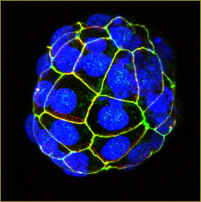Early embryo under fluorescence