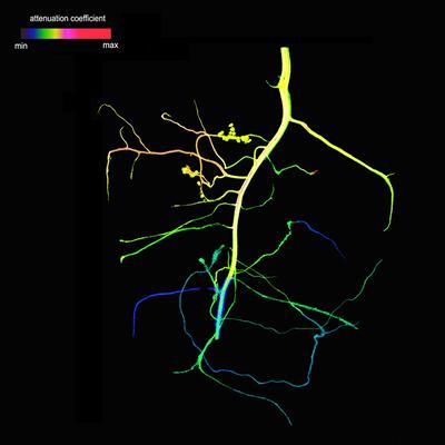 Transport of medical X-ray contrasting agent within living plant roots. Distribution and kinetics of plant root transport processes may be monitored in support of computational simulation