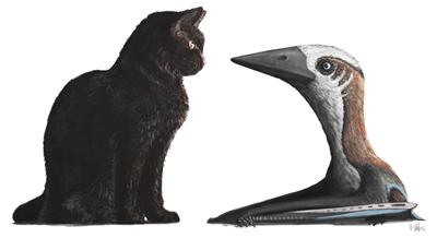 Small-bodied pterosaur compared to domestic cat. Credit: Mark Witton.