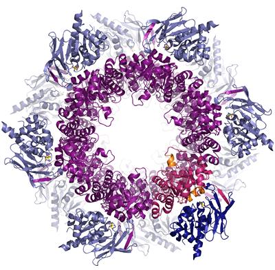 3D crystallographic model of the enzyme complex that synthesises Vitamin B6, consisting of 24 proteins (or 42,000 atoms) with a total molecular weight of 640 kDa