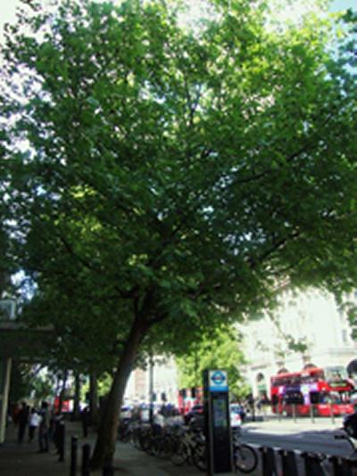 London's trees can improve air quality by filtering out pollution particulates.