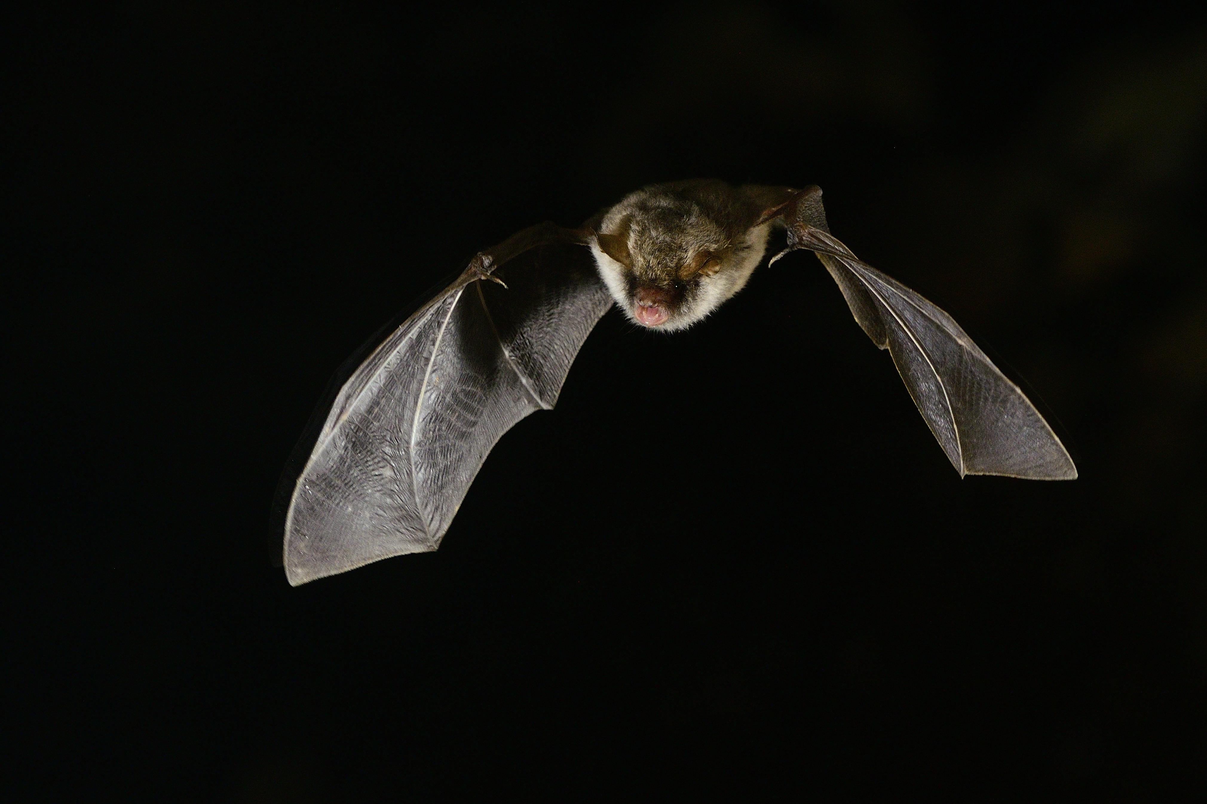 Myotis Escalerai