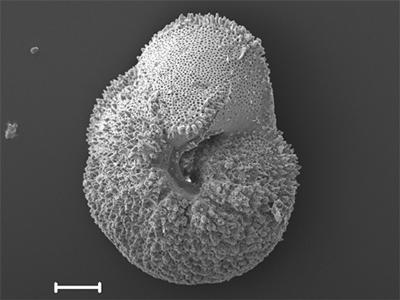 Fossil planktic foraminifera Morozovella subottinae