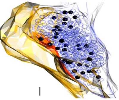 (a reconstruction from serial em)
