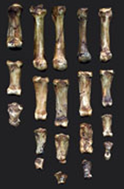 Image courtesy of E. Trinkaus and the Israel Antiquities Authority