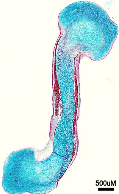 By culturing whole chick femurs in a controlled environment allows us to assess the function of key biological signals in the formation of bone (stained red) and cartilage (stained blue).
