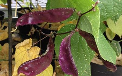 Purple pods of Lablab (hyacinth bean)