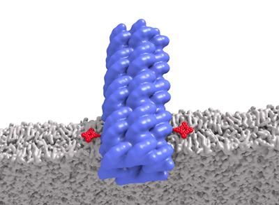 The membrane (lipid bilayer) in grey, the DNA origami pore in blue, and the chemical modification (anchor) in red. 