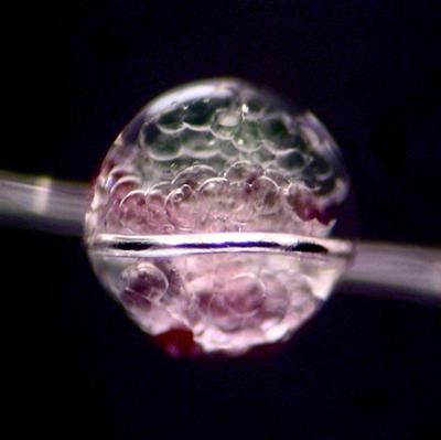 Spherical aggregate of aqueous droplets