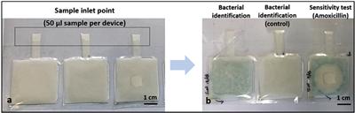before + after testing of E. coli