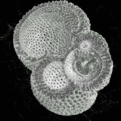 Planktonic forminifera microfossil