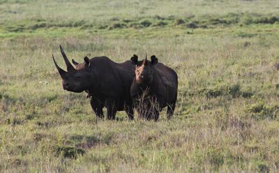 Black Rhinoceros. Credit: Robert Cooke