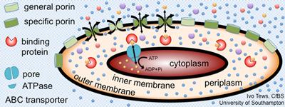A variety of membrane proteins control the flow of nutrients into cells