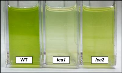 High/low chlorophyll algal strains