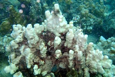 Porites sp. in the Persian Gulf