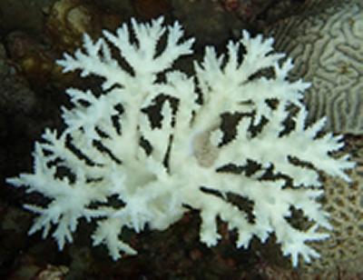 The coral from the Persian/Arabian Gulf bleached in summer 2012.