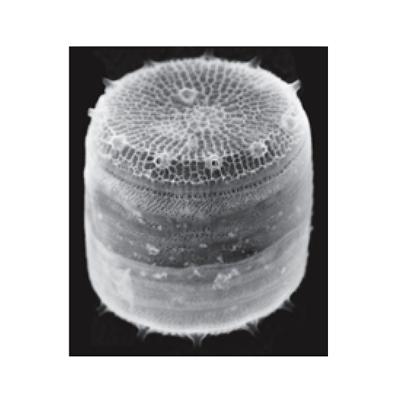 Scanning electron micrograph of the model diatom species Thalassiosira pseudonana. (Nils Kröger, Universität Regensburg) 